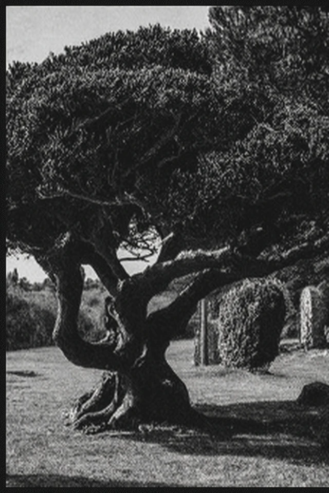 Noir Echoes: A Study in Monochrome - Image 5