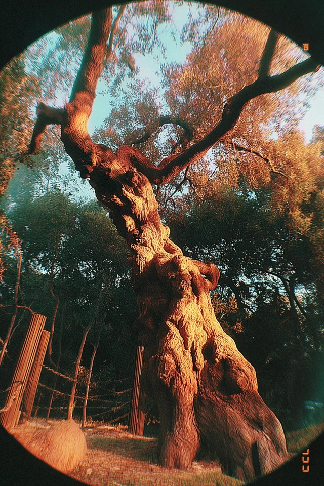 Golden Hour Nostalgia - Image 5