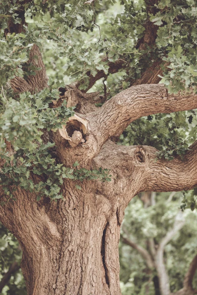 Earth Tone Aesthetic Mood Board - Image 5
