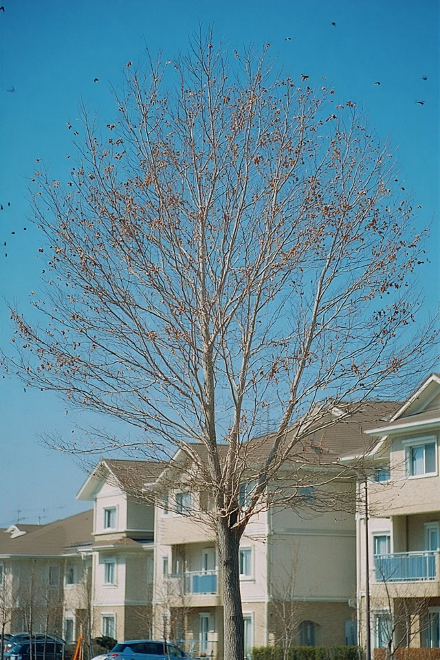 Natural Urban Radiance - Image 5