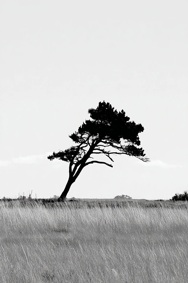 Classic Canvas Elegance - Image 5