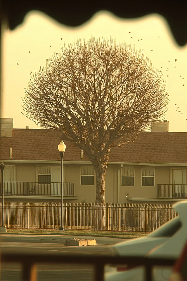 Golden Hour Gaze - Image 5