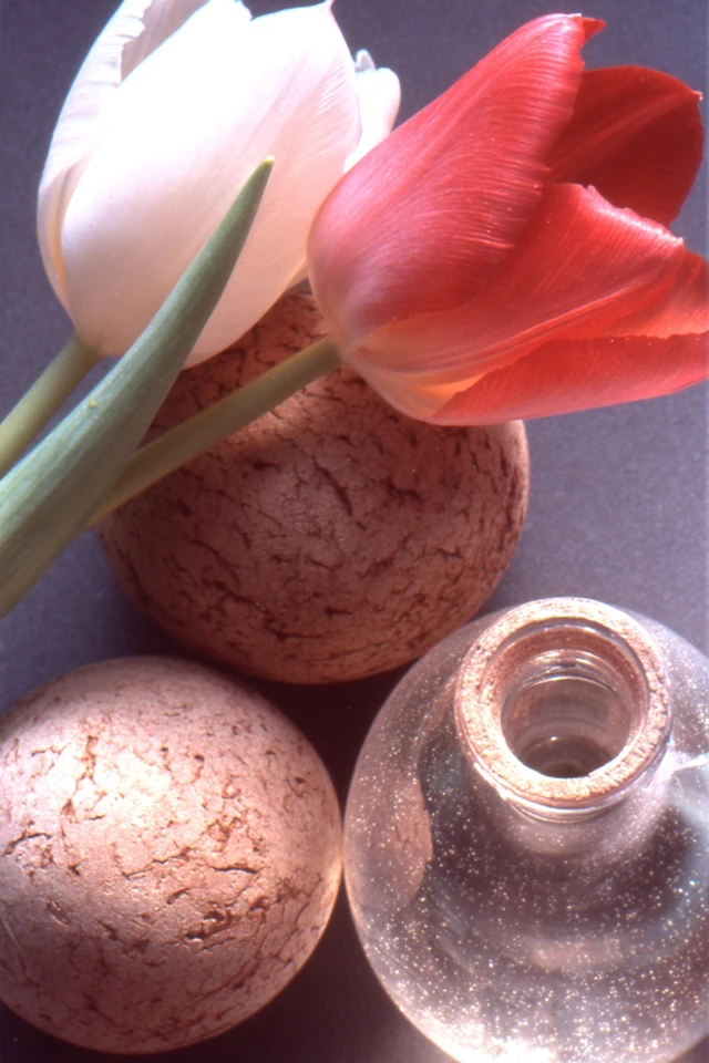 Morning Moments and Natural Textures - Image 3