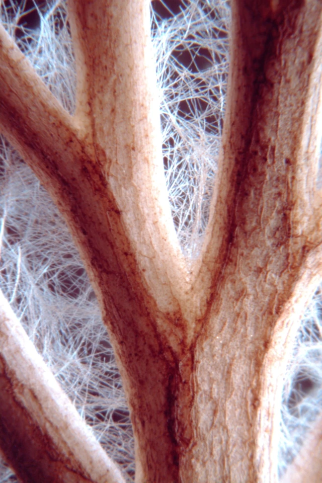 Morning Moments and Natural Textures - Image 5