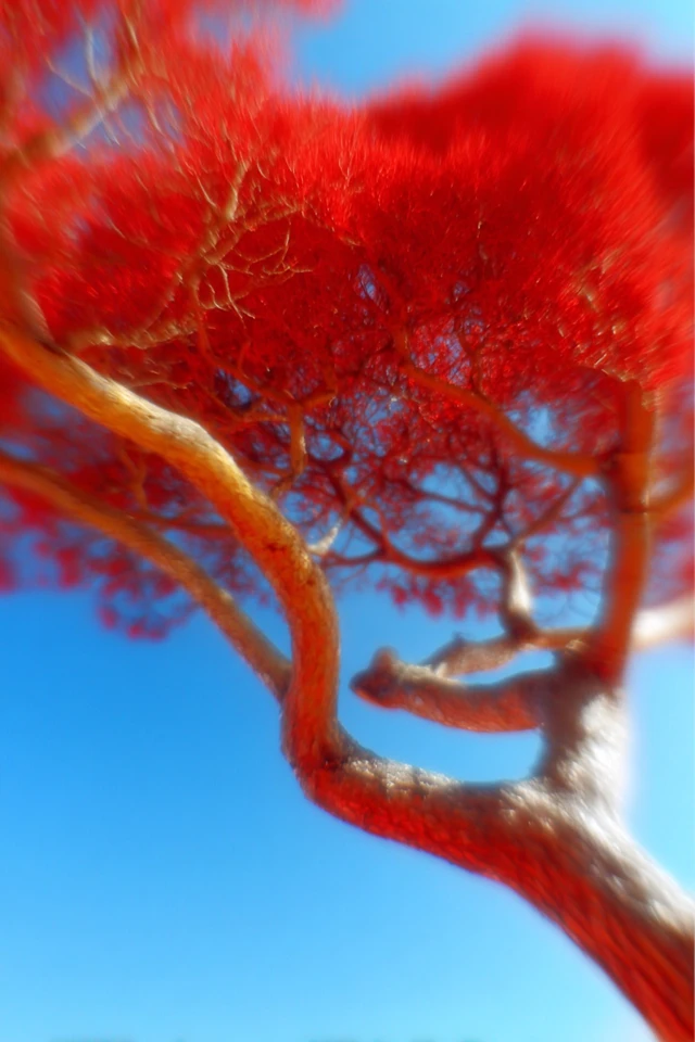 Crimson Haze Vision - Image 5
