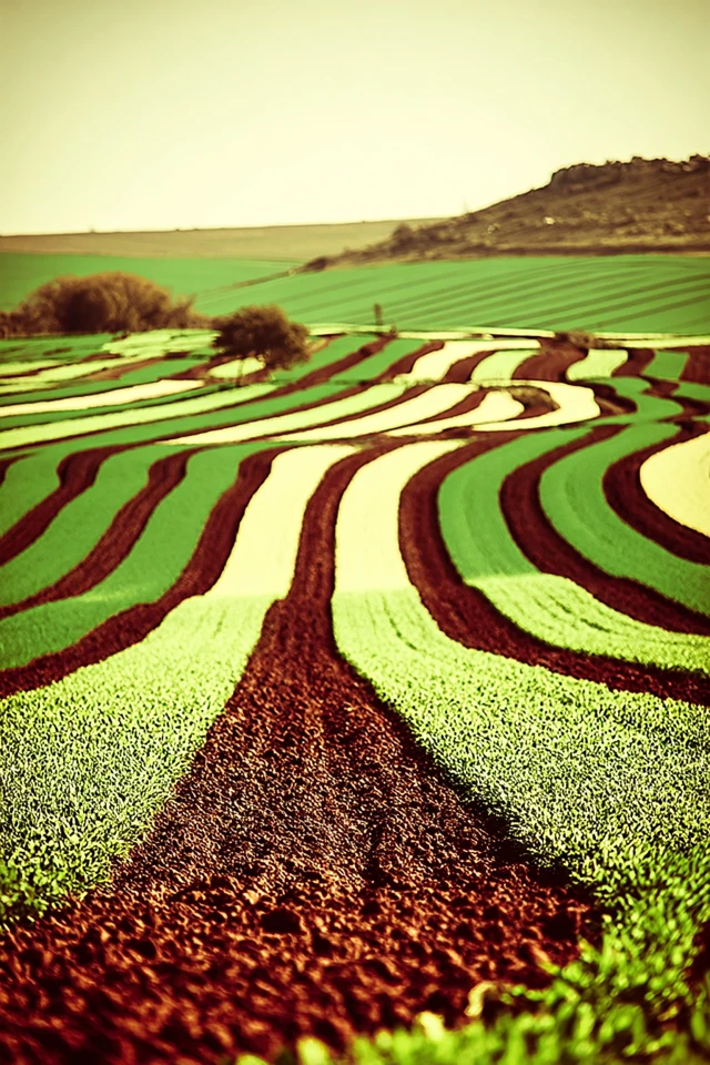 Emerald Etchings - Image 2