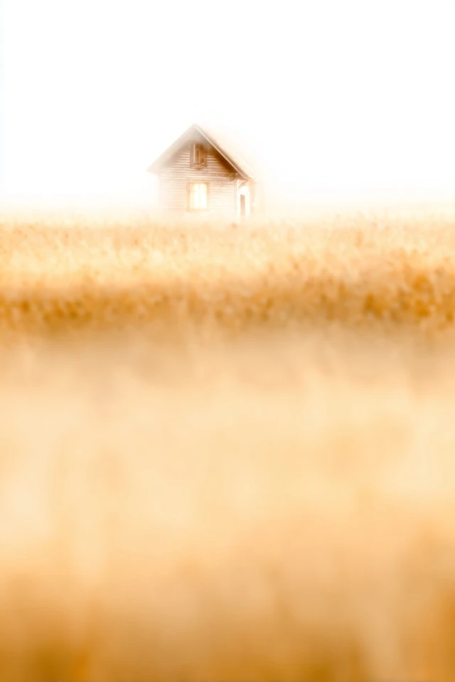 Golden Moments of Morning Serenity - Image 6