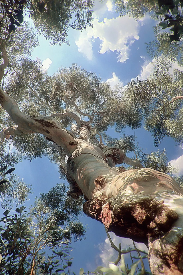 Celestial Reflection - Image 5