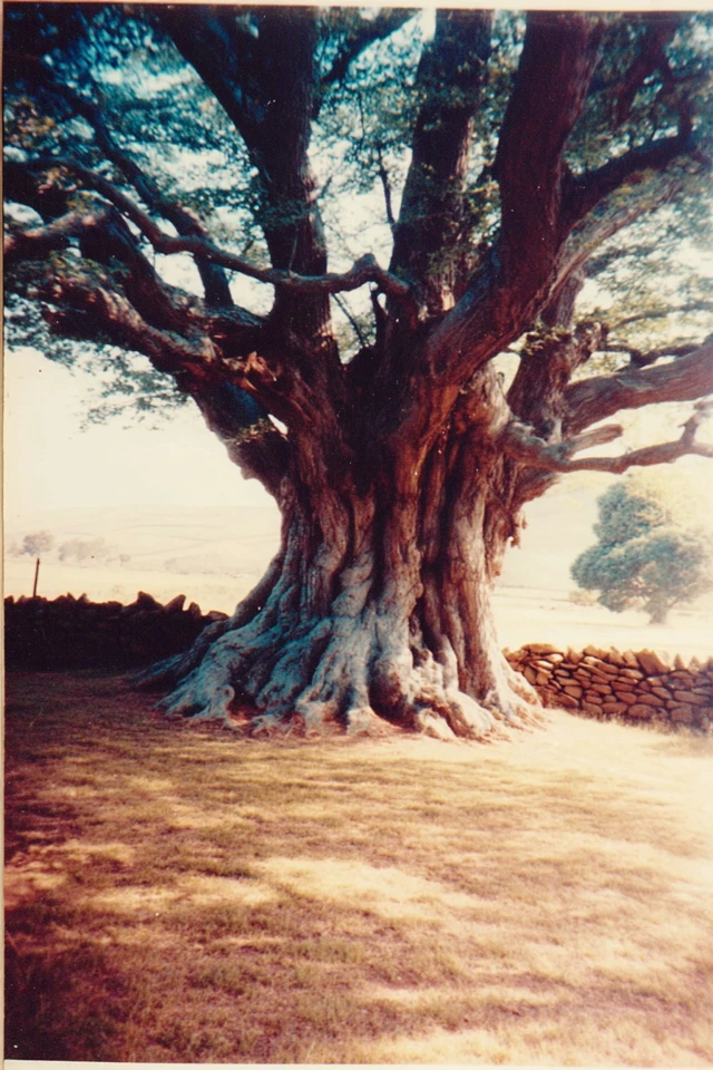 Vintage Analog Nostalgia - Image 5