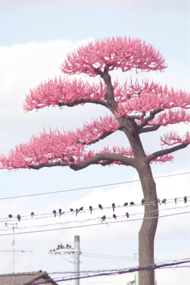Blushing Pastel Charm - Image 5