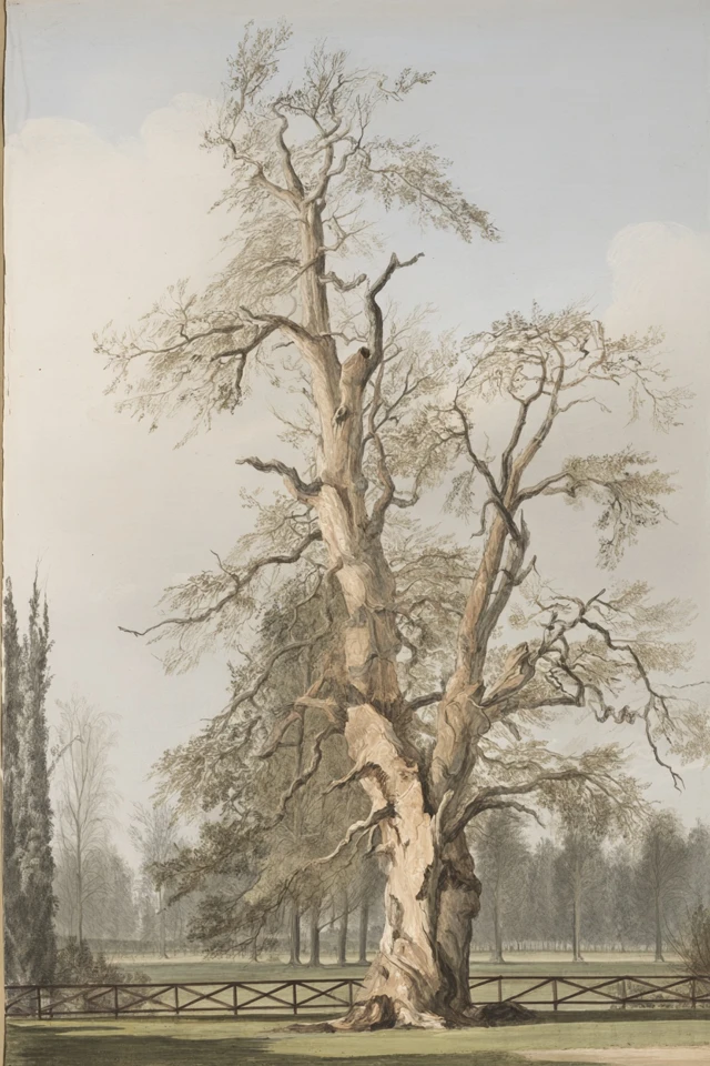 Classical Regency Sketch - Image 5