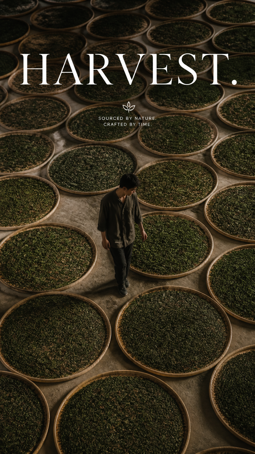 Aerial View of Tea Harvest Tradition