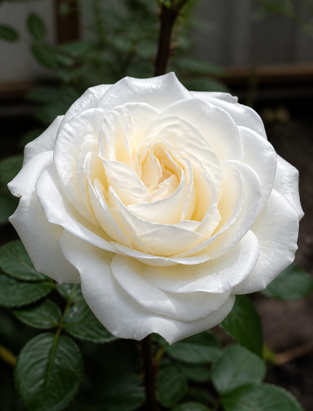Macro Detail of a Pristine White Rose