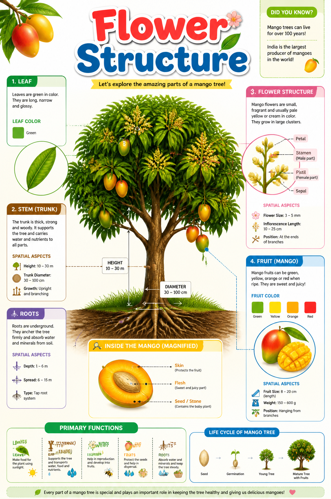 Educational Mango Tree Botanical Infographic