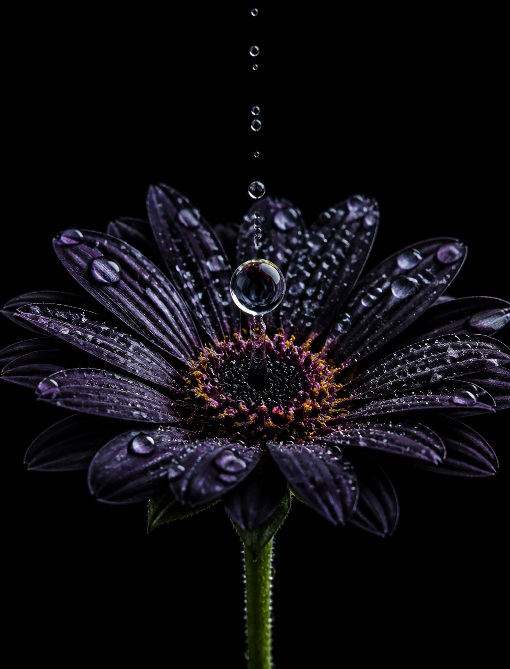 A high-definition 8K raw image of a dark-colored flower w...