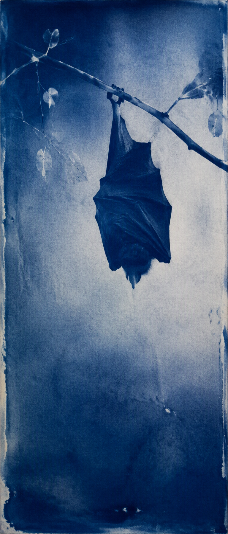 @Create image A vertical 9:20 cyanotype artwork of a sing...