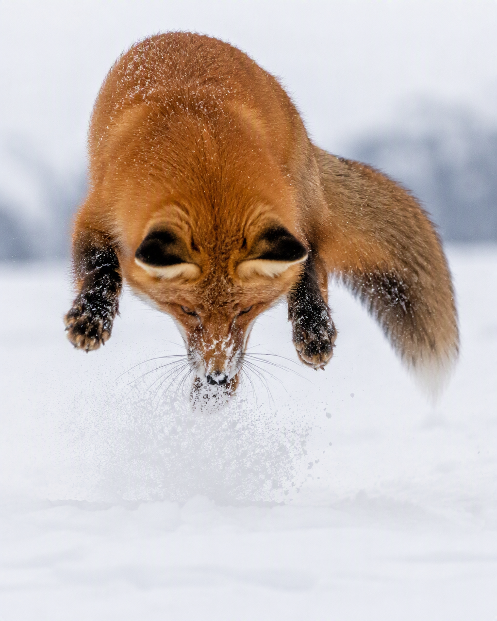 Create a breathtaking wildlife photograph of a red fox mi...