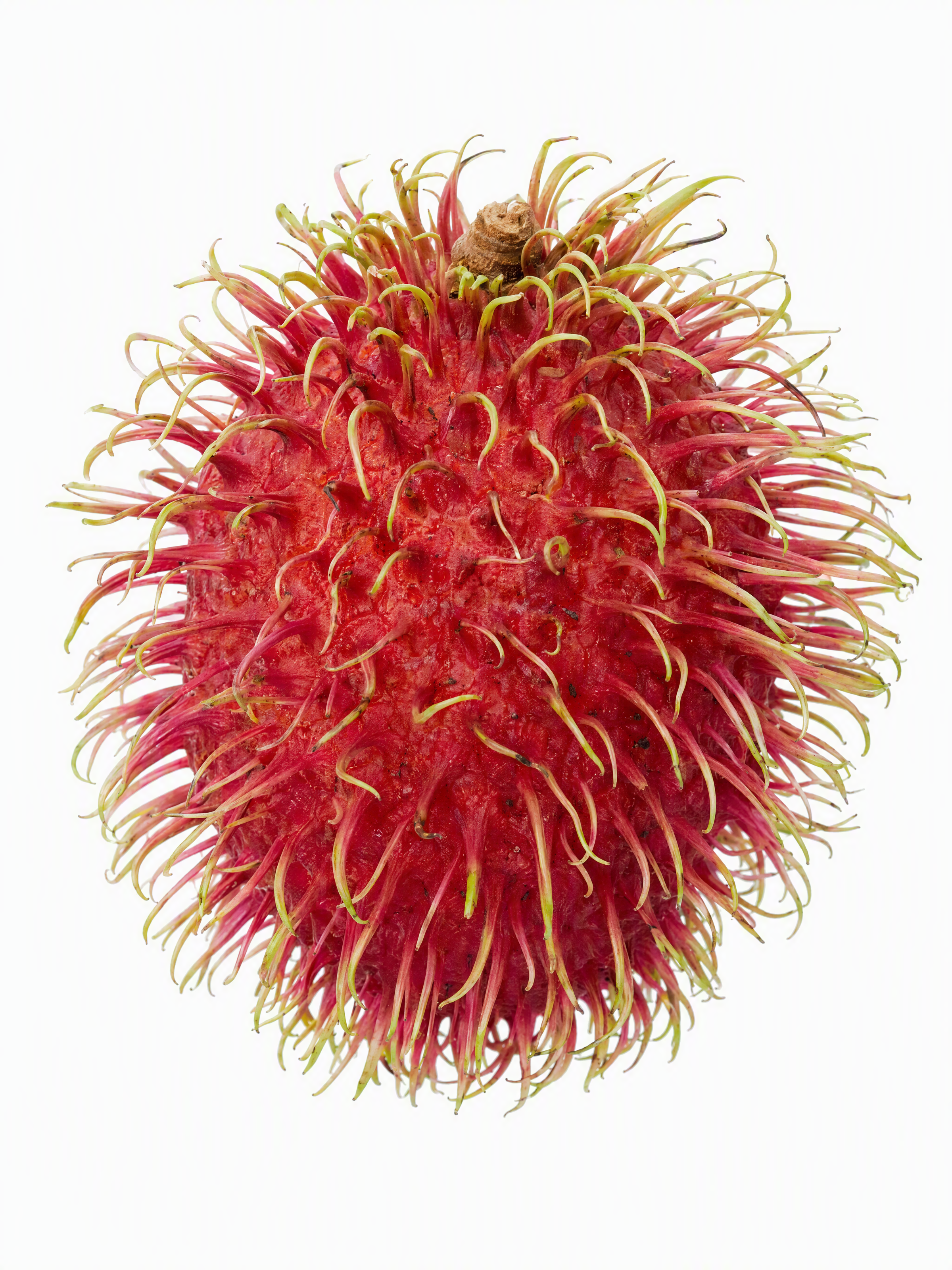Ultra-realistic macro photography of a single fresh Indon...