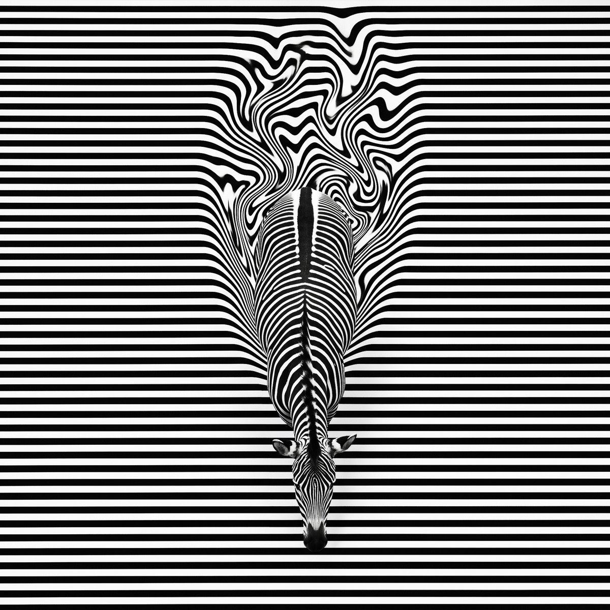 Top-down view of a zebra walking downward against a backg...