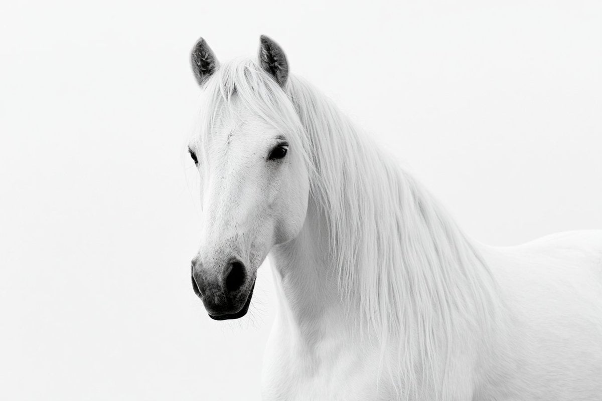 Fine-art black and white photograph of a [Subject], clean... - alternate