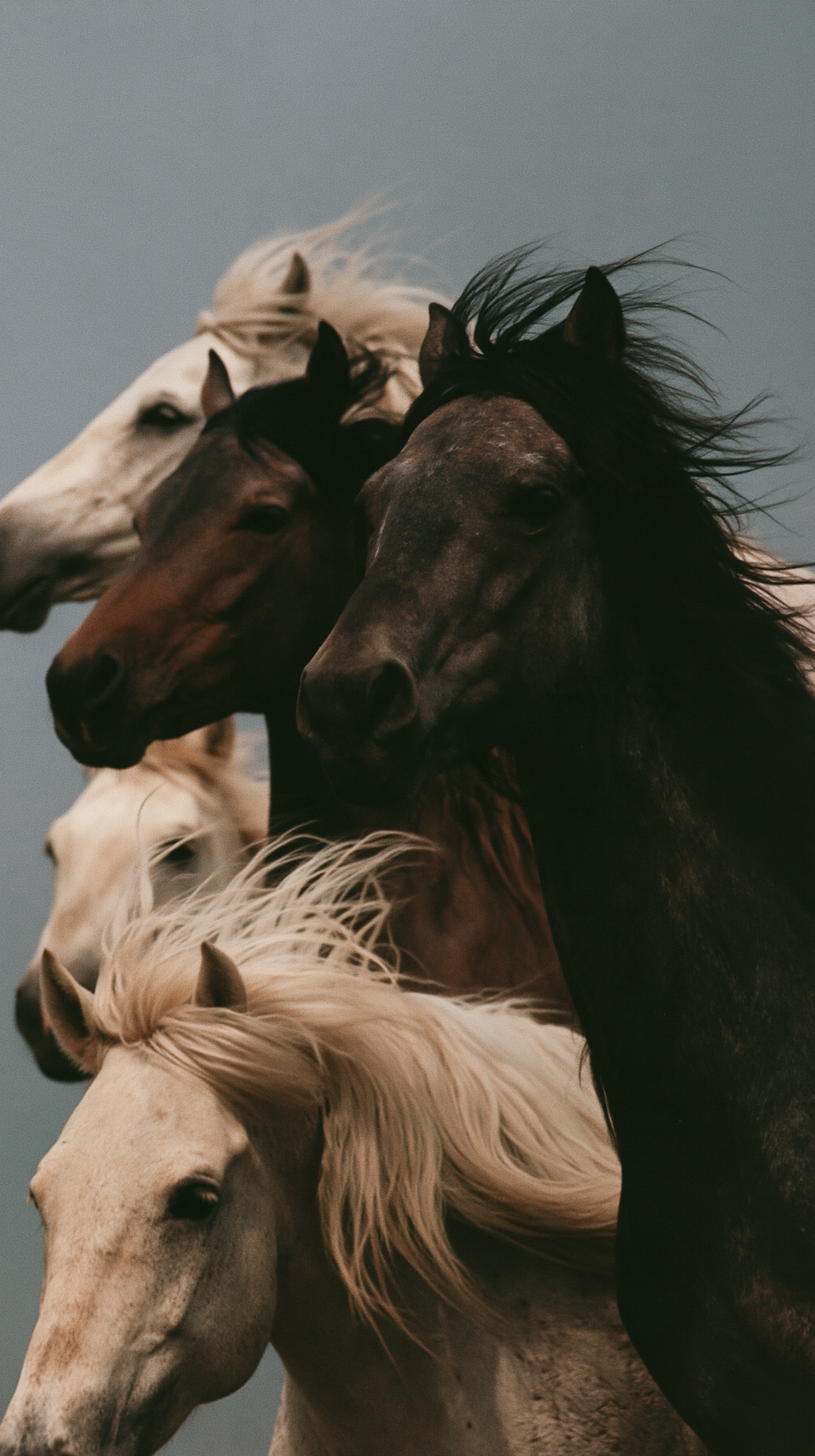 Three horses moving naturally in the same direction, loos...