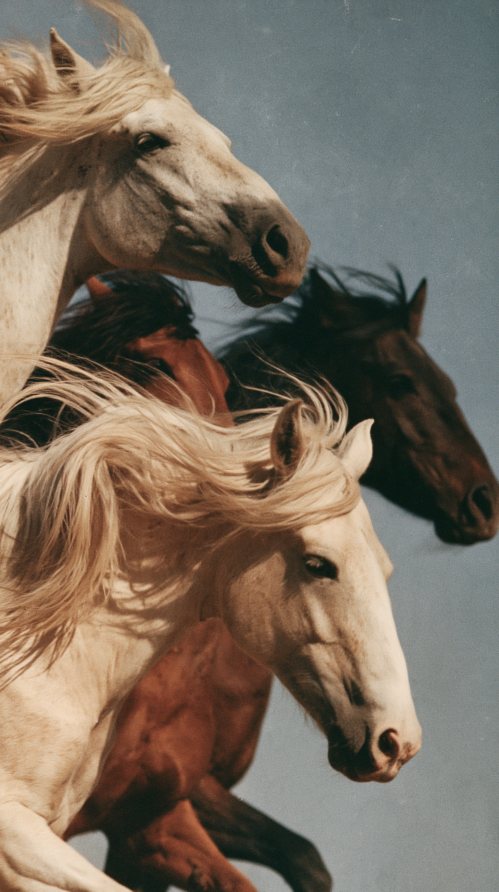 Three horses moving naturally in the same direction, loos... - alternate
