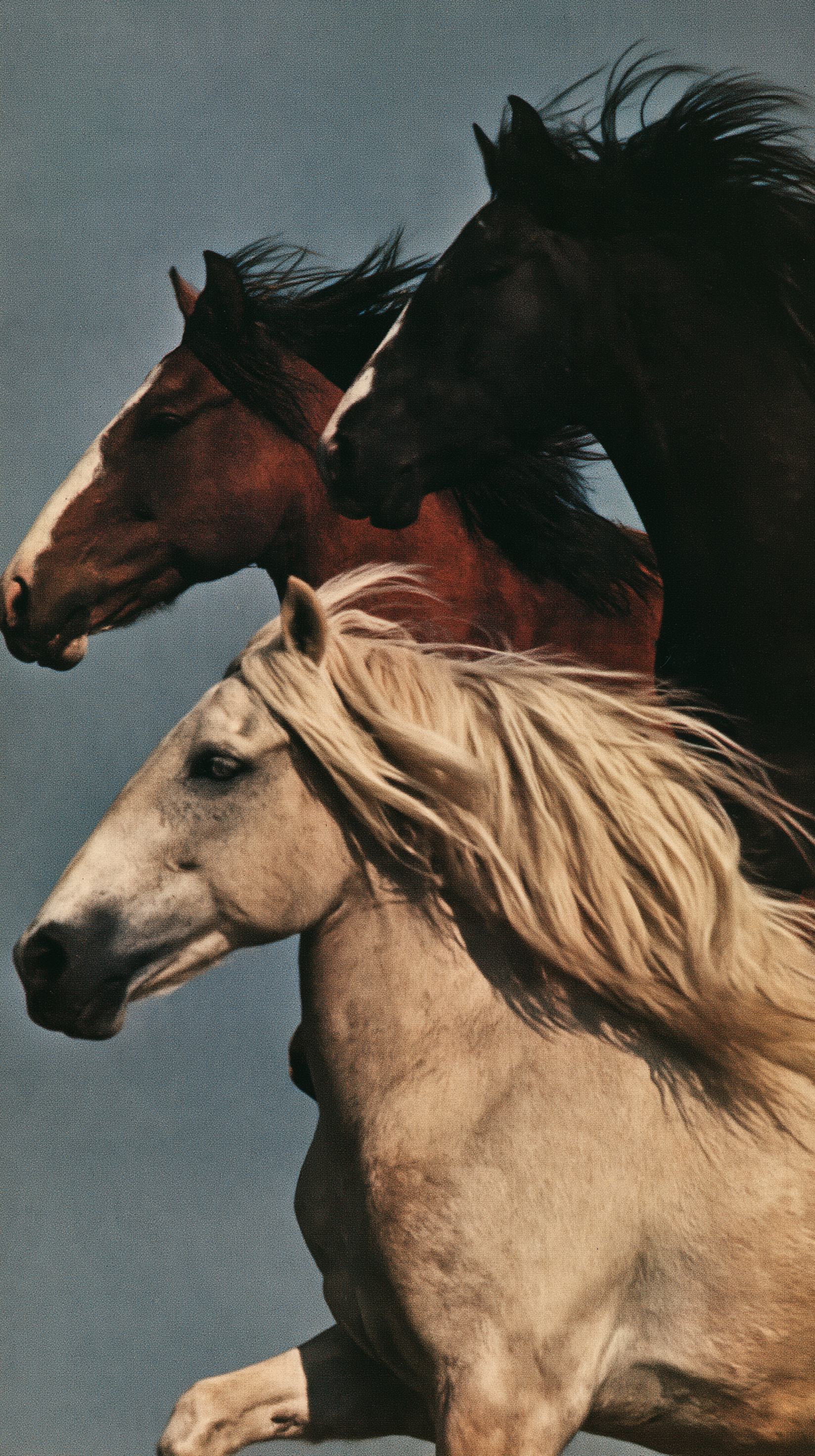 Three horses moving naturally in the same direction, loos... - alternate