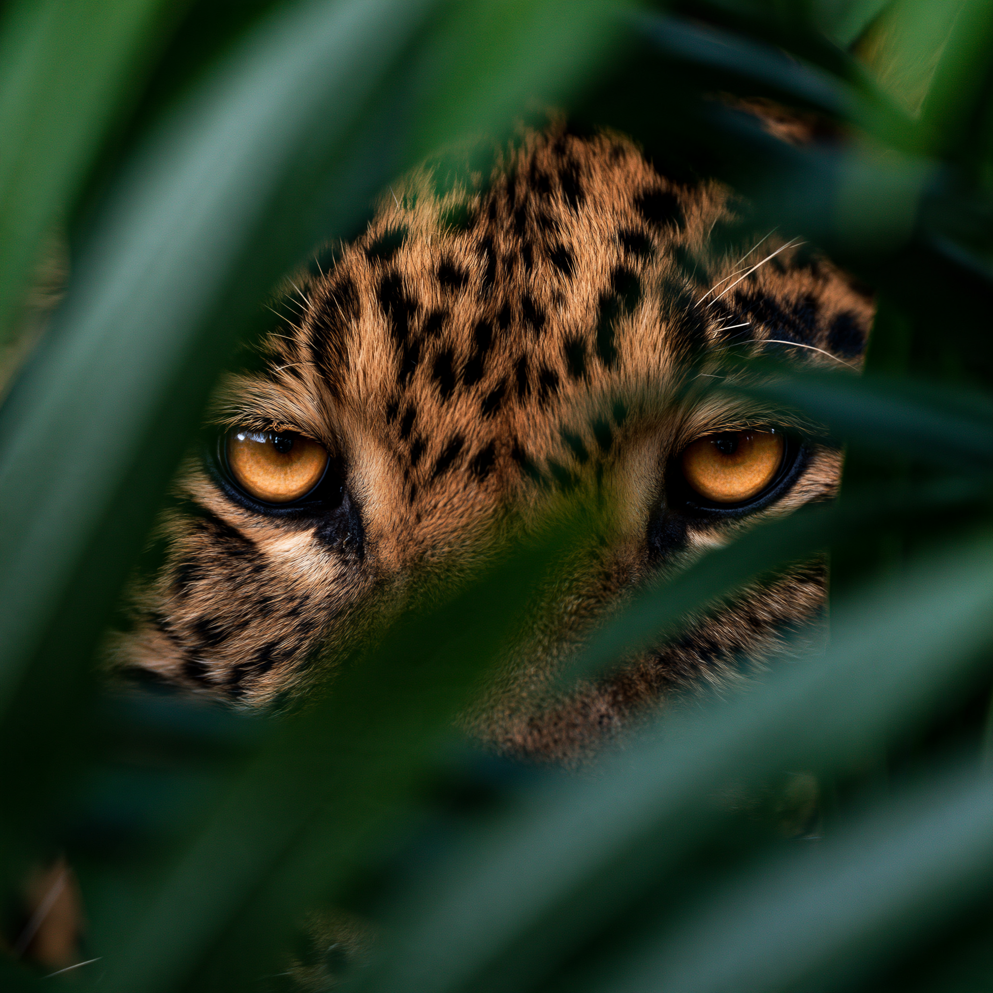 extreme close-up of a leopard’s face and eyes framed by t... - alternate