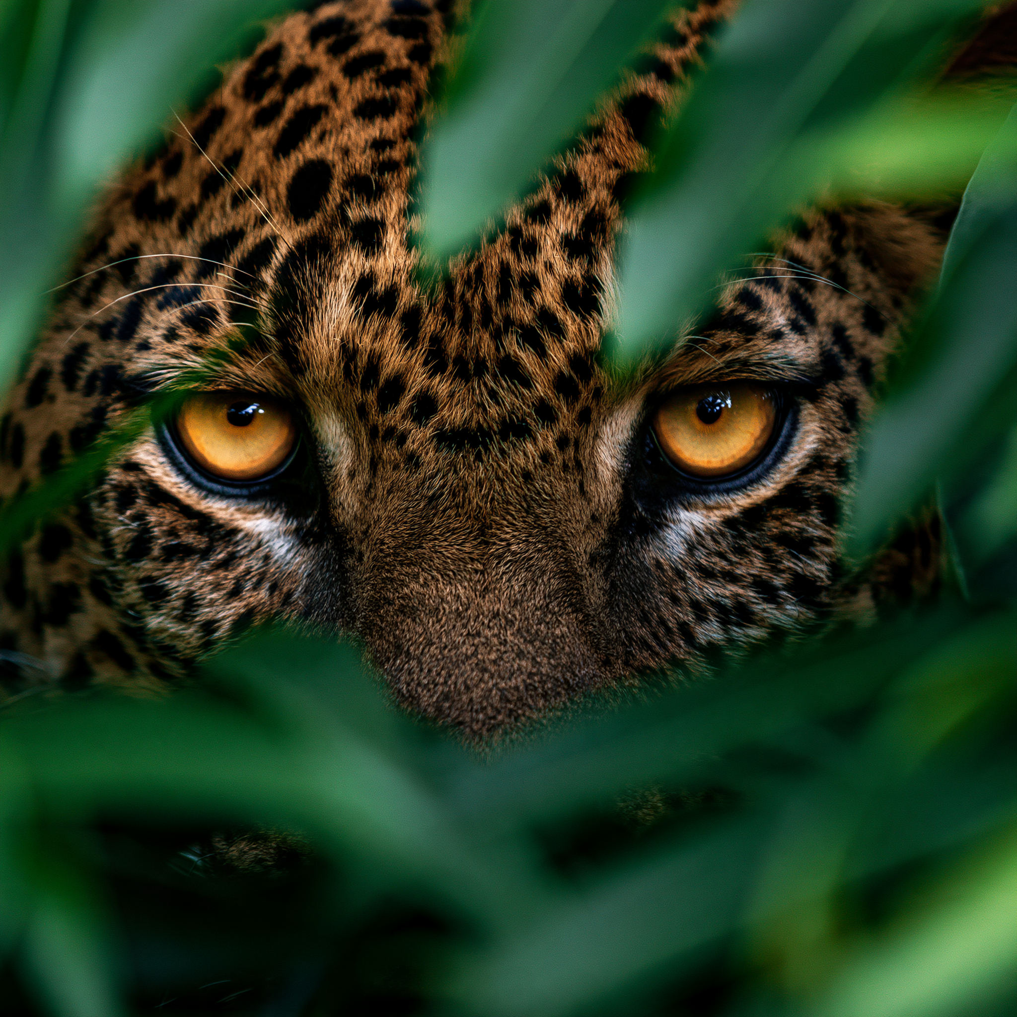 extreme close-up of a leopard’s face and eyes framed by t... - alternate